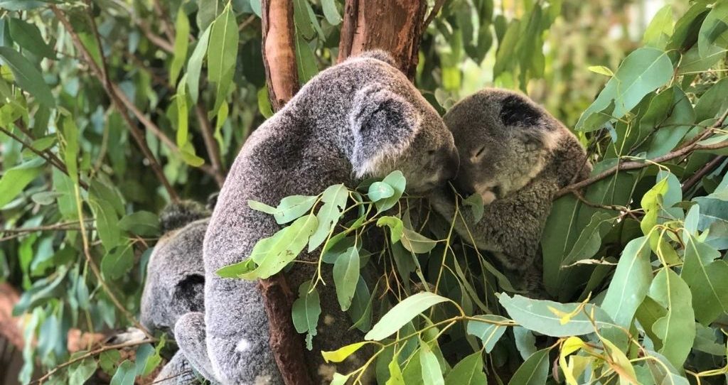 brisbane koala sanctuary