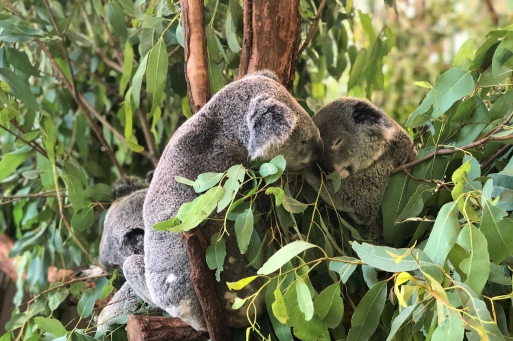 brisbane koala sanctuary