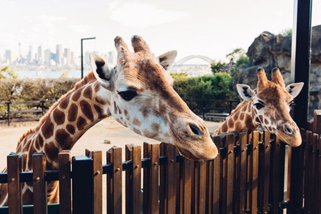 taronga zoo