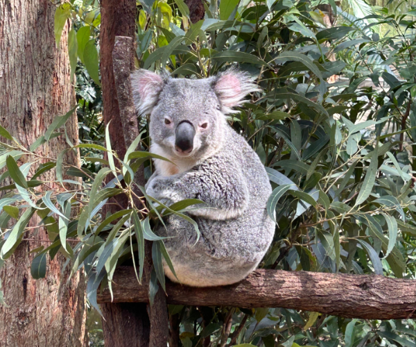 currumbin wildlife sanctuary