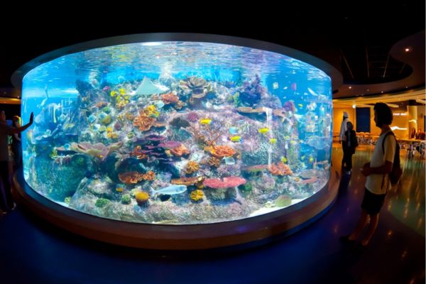 sea-life-aquarium-melbourne-activities-team-trips-aus